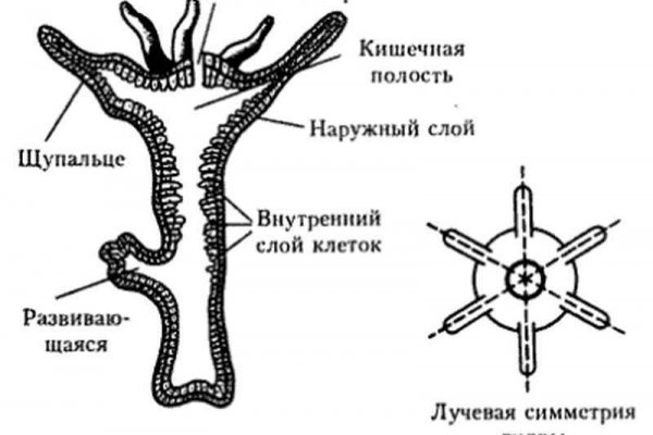 2krn ссылка