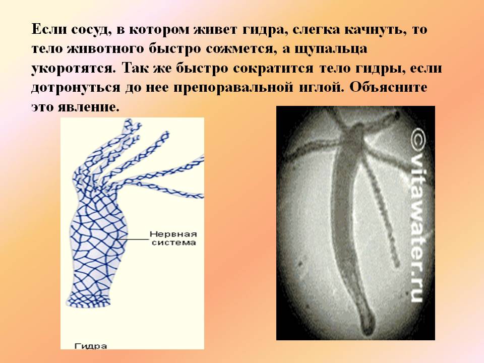 Кракен сайт 18at